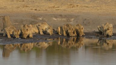 Kapské Město a Safari v NP Kruger │ individuálně